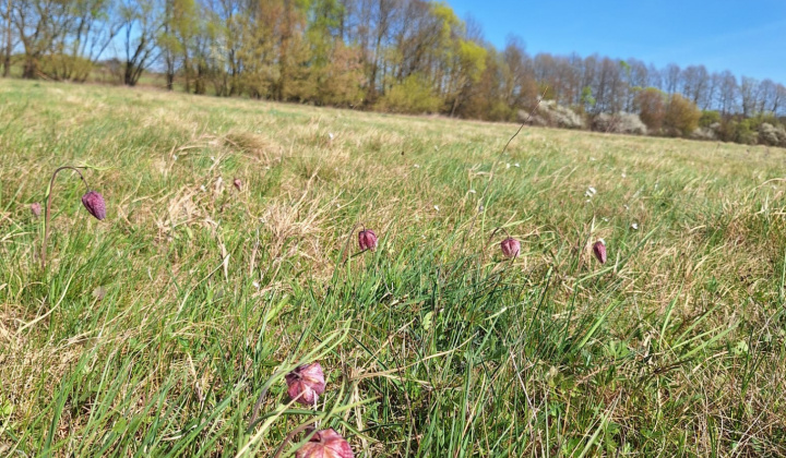 3. fotografia fotogalérie Korunkovka strakatá