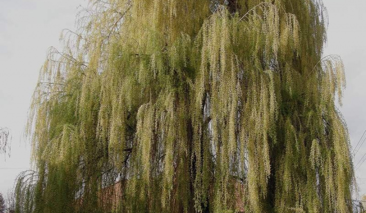 3. fotografia fotogalérie Kalinovo dnes