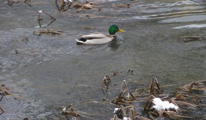 3. fotografia fotogalérie December 2012