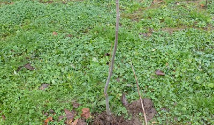 2. fotografia fotogalérie Vandalizmus v parku