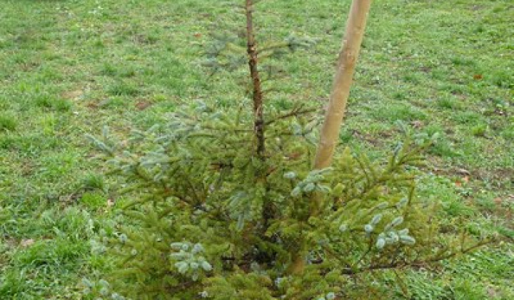 3. fotografia fotogalérie Vandalizmus v parku