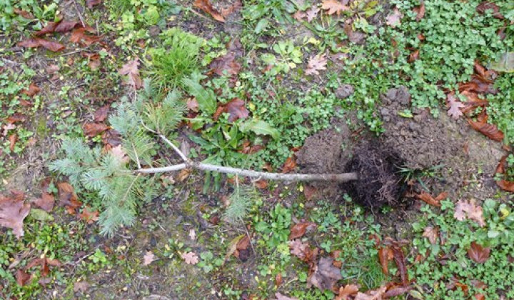 5. fotografia fotogalérie Vandalizmus v parku