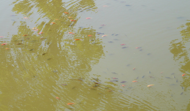 4. fotografia fotogalérie Svadba 21.9.2012