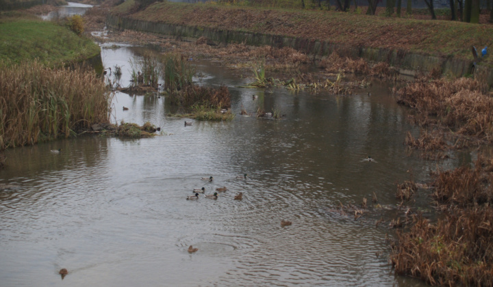 2. fotografia fotogalérie Projekty / Regulácia ipľa - foto