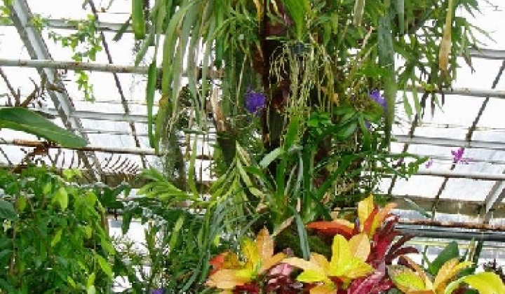 4. fotografia fotogalérie Botanická záhrada