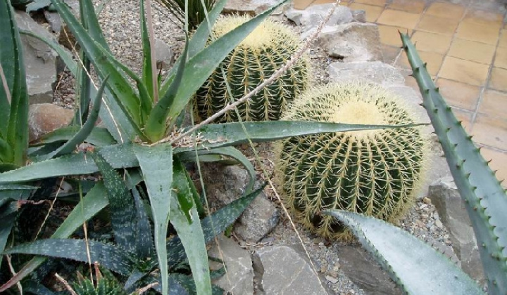 6. fotografia fotogalérie Botanická záhrada