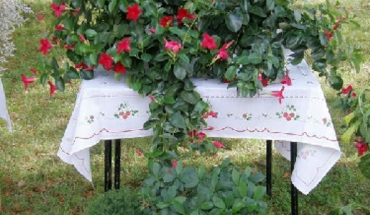 9. fotografia fotogalérie Čo záhrada dala rok 2009