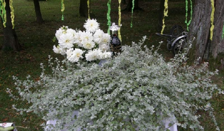 14. fotografia fotogalérie Čo záhrada dala rok 2009