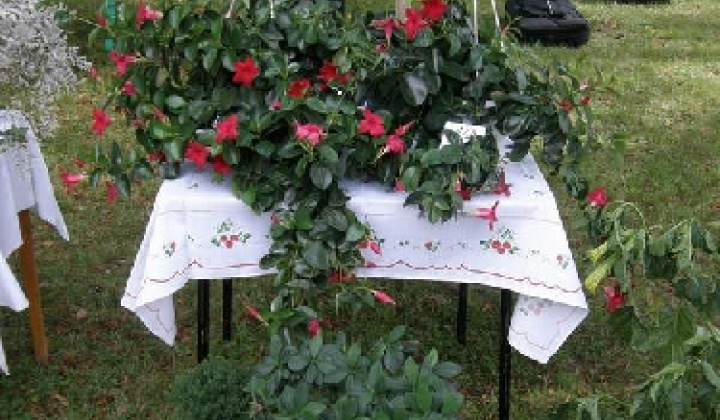 16. fotografia fotogalérie Čo záhrada dala rok 2009