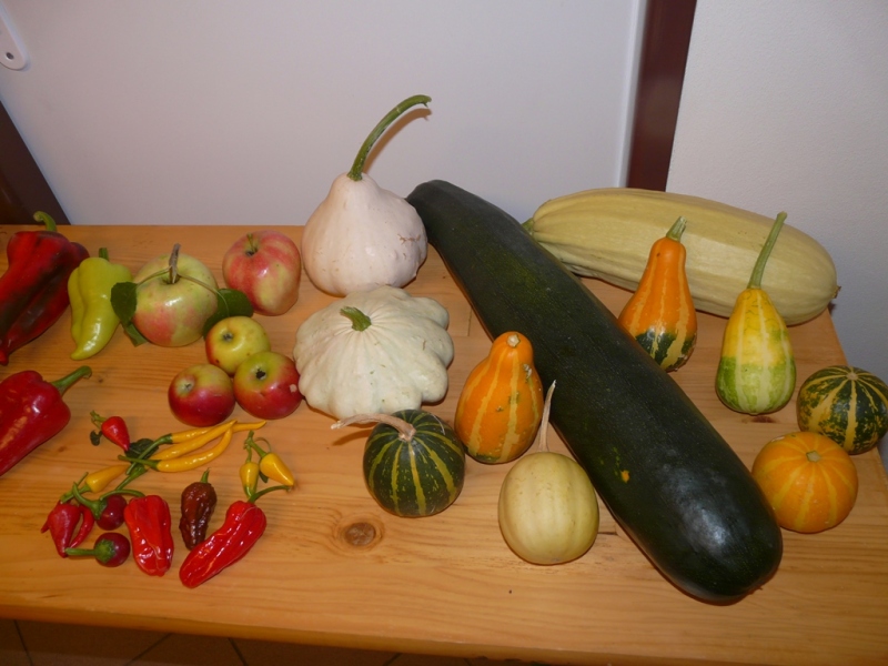 Čo záhrada dala - 3. september 2017