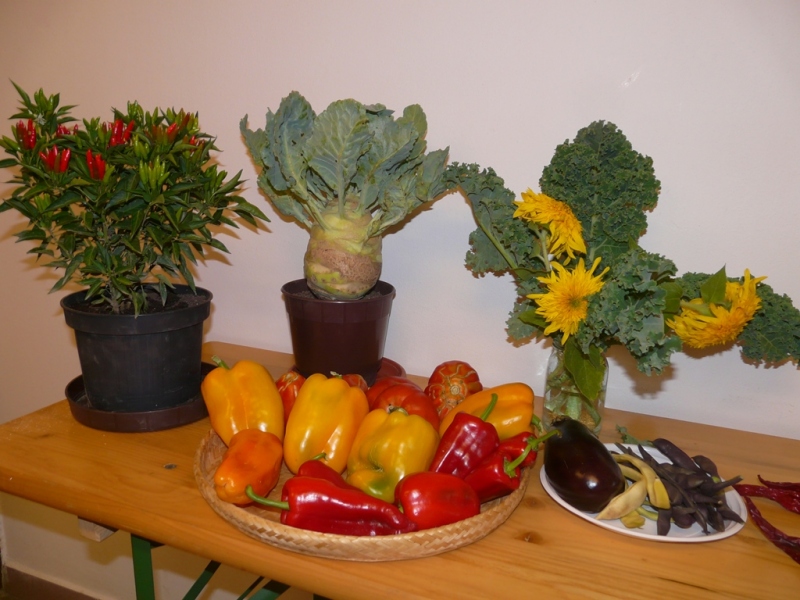 Čo záhrada dala - 3. september 2017