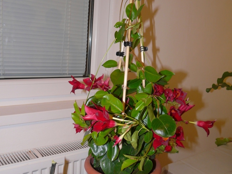 Čo záhrada dala - 3. september 2017