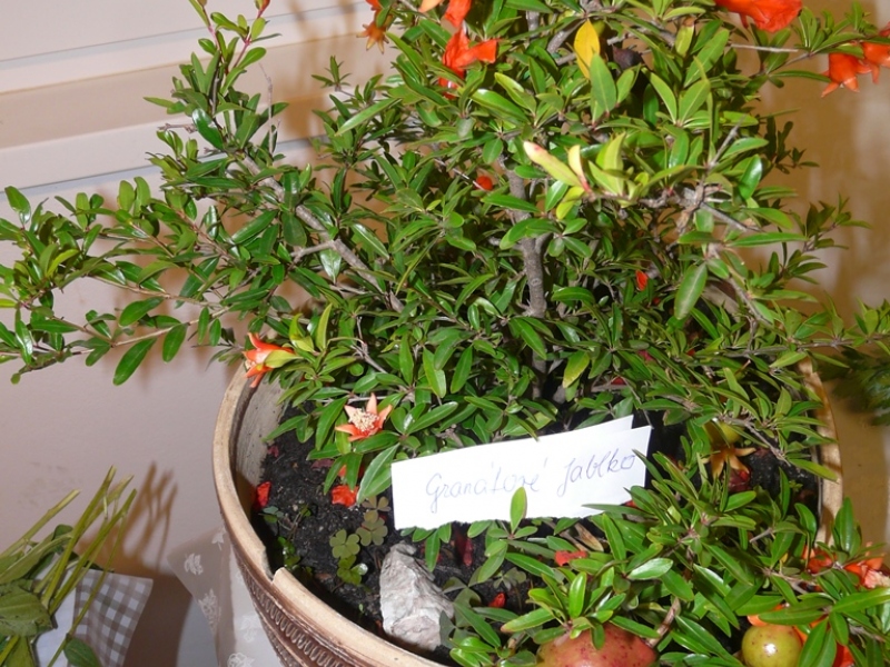 Čo záhrada dala - 3. september 2017