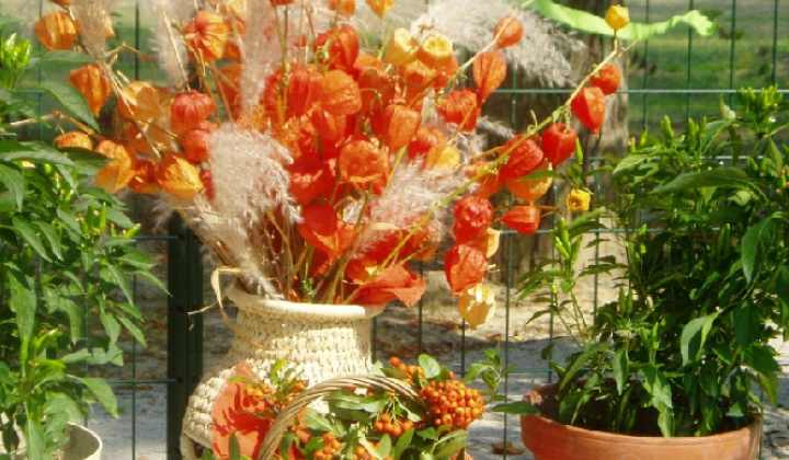 5. fotografia fotogalérie Čo záhrada dala 2012