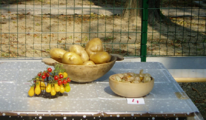 7. fotografia fotogalérie Čo záhrada dala 2012