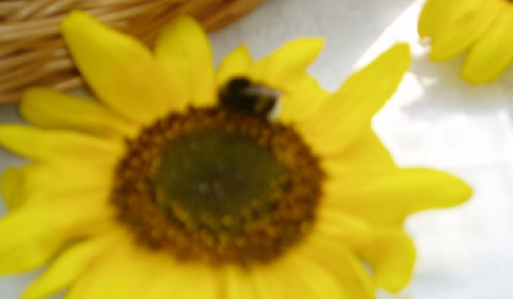 18. fotografia fotogalérie Čo záhrada dala 2012