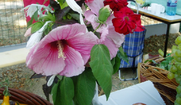 19. fotografia fotogalérie Čo záhrada dala 2012