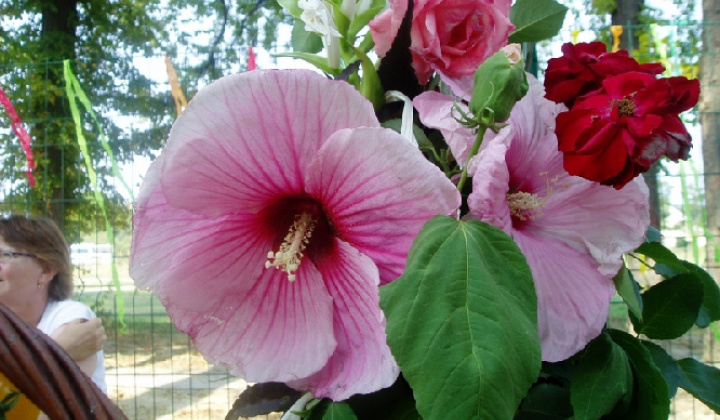 20. fotografia fotogalérie Čo záhrada dala 2012