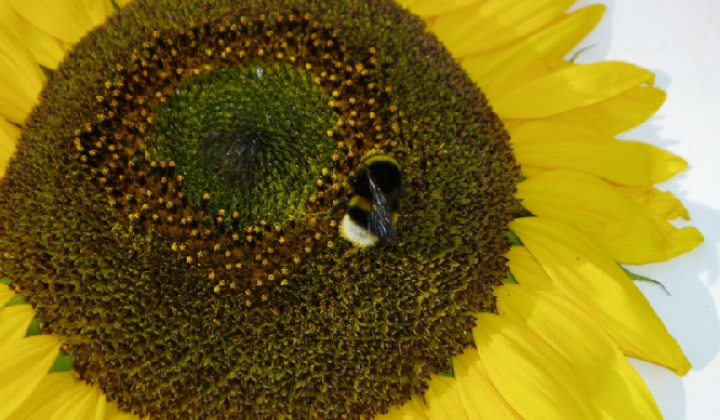 23. fotografia fotogalérie Čo záhrada dala 2012