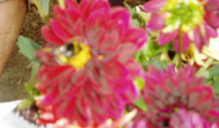 24. fotografia fotogalérie Čo záhrada dala 2012