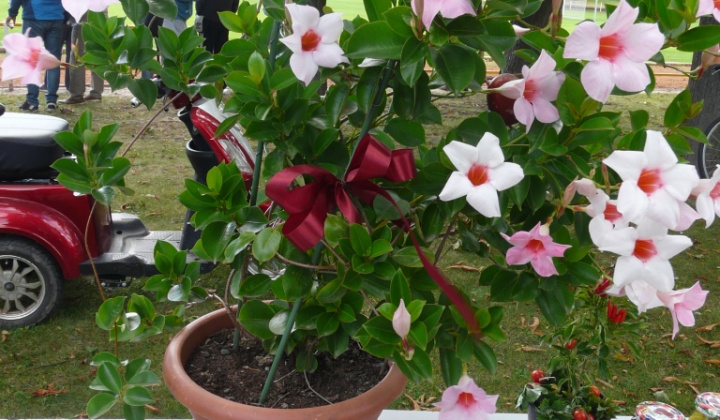 15. fotografia fotogalérie Čo záhrada dala a Tekvičková slávnosť 2020