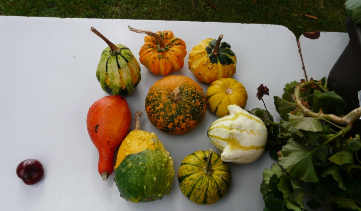 20. fotografia fotogalérie Čo záhrada dala a Tekvičková slávnosť 2020