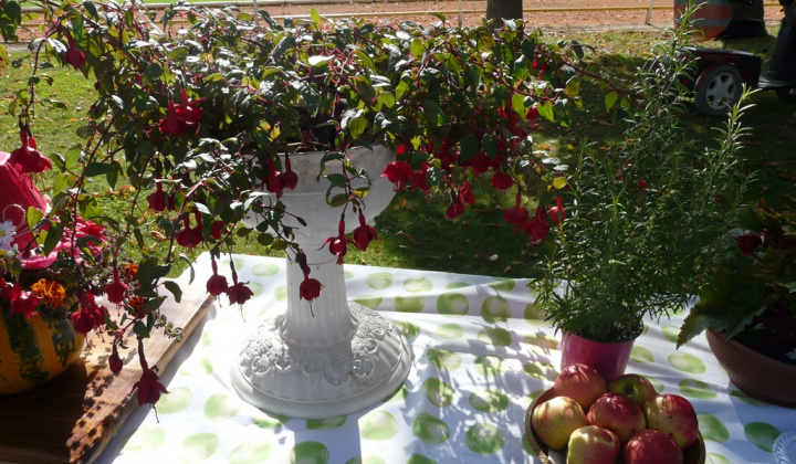 7. fotografia fotogalérie Čo záhrada dala a Tekvičková slávnosť 2019