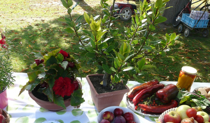 8. fotografia fotogalérie Čo záhrada dala a Tekvičková slávnosť 2019